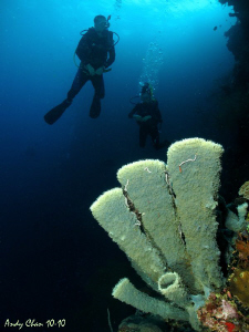 Tube Sponge and Divers - West Bali by Andy Chan 